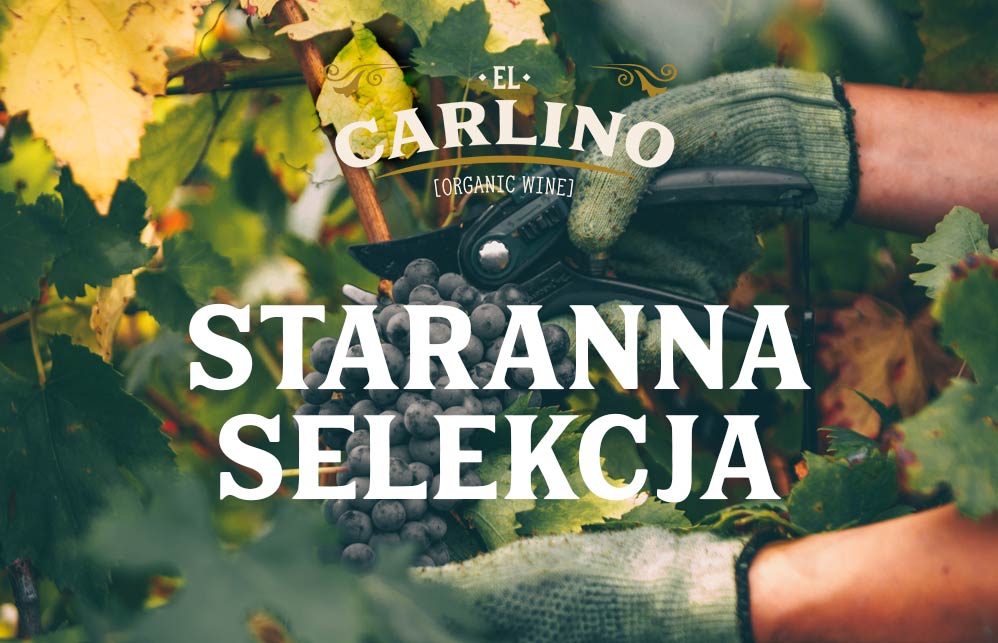 El Carlino branding winiarski